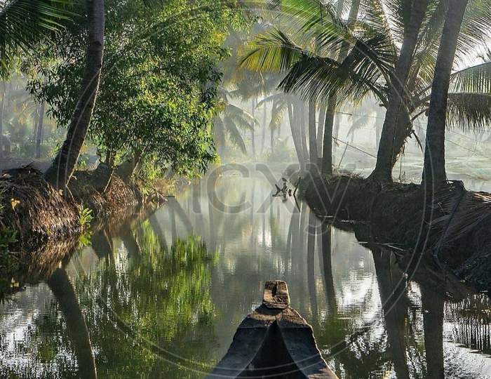 Forest, nature, tree, reflection