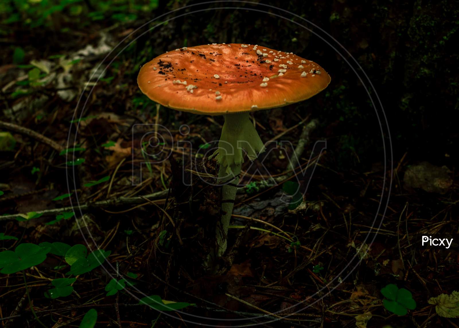 Red Death Cup Mushroom Growing In A Green Rain Forest