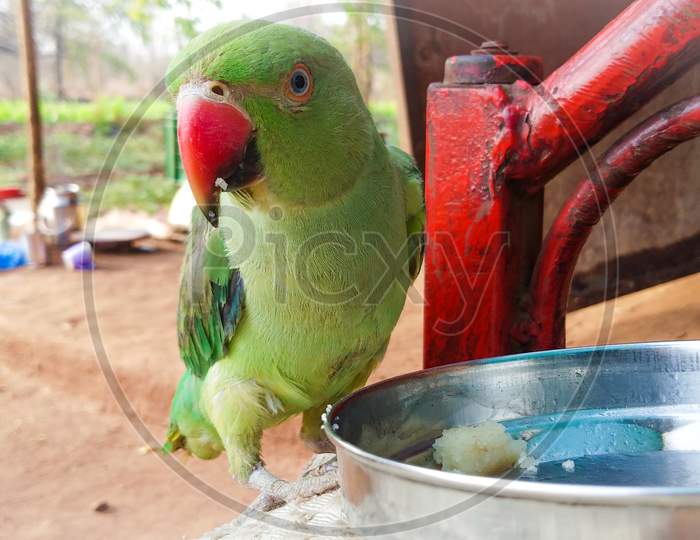 Beautiful Bird Parrot.