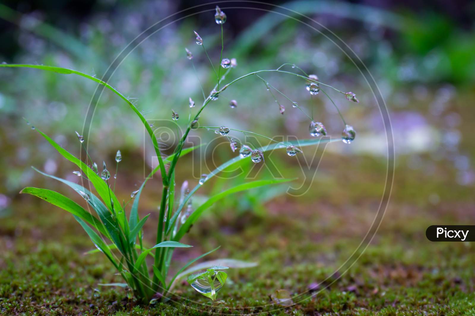 Water Drops On Small Plant
