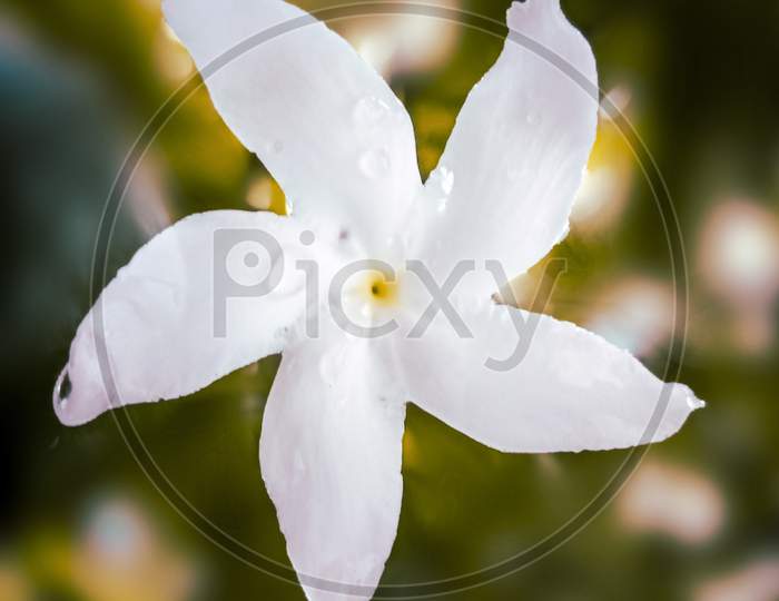 Jasmine flowers, Odisha Tagar phul