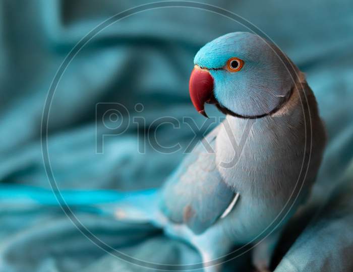 Close up || wing || eye || lovebird || beak || turquoise || bird