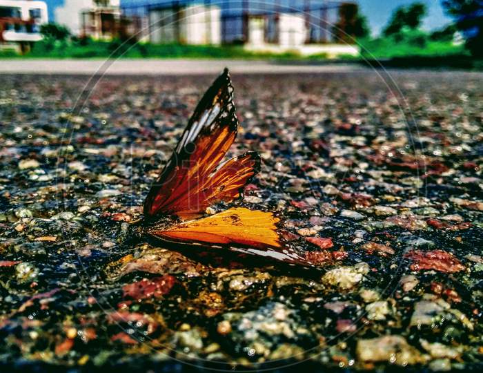 A beautiful butterfly.
