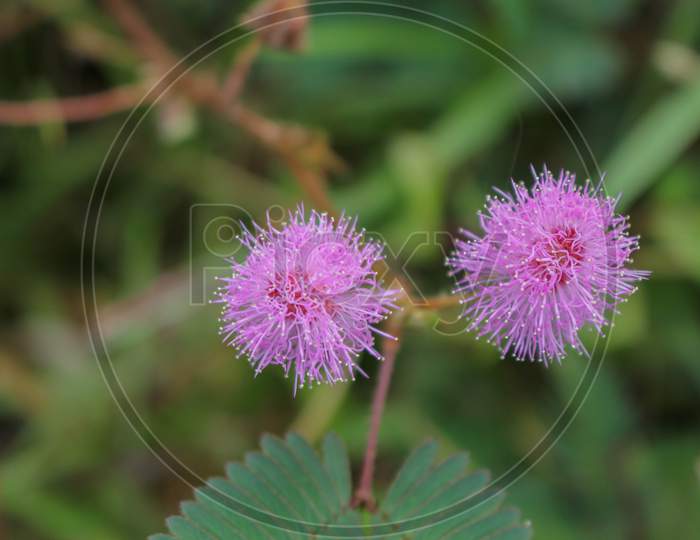 Beautiful thorn flower,pink flower,flower in asia images