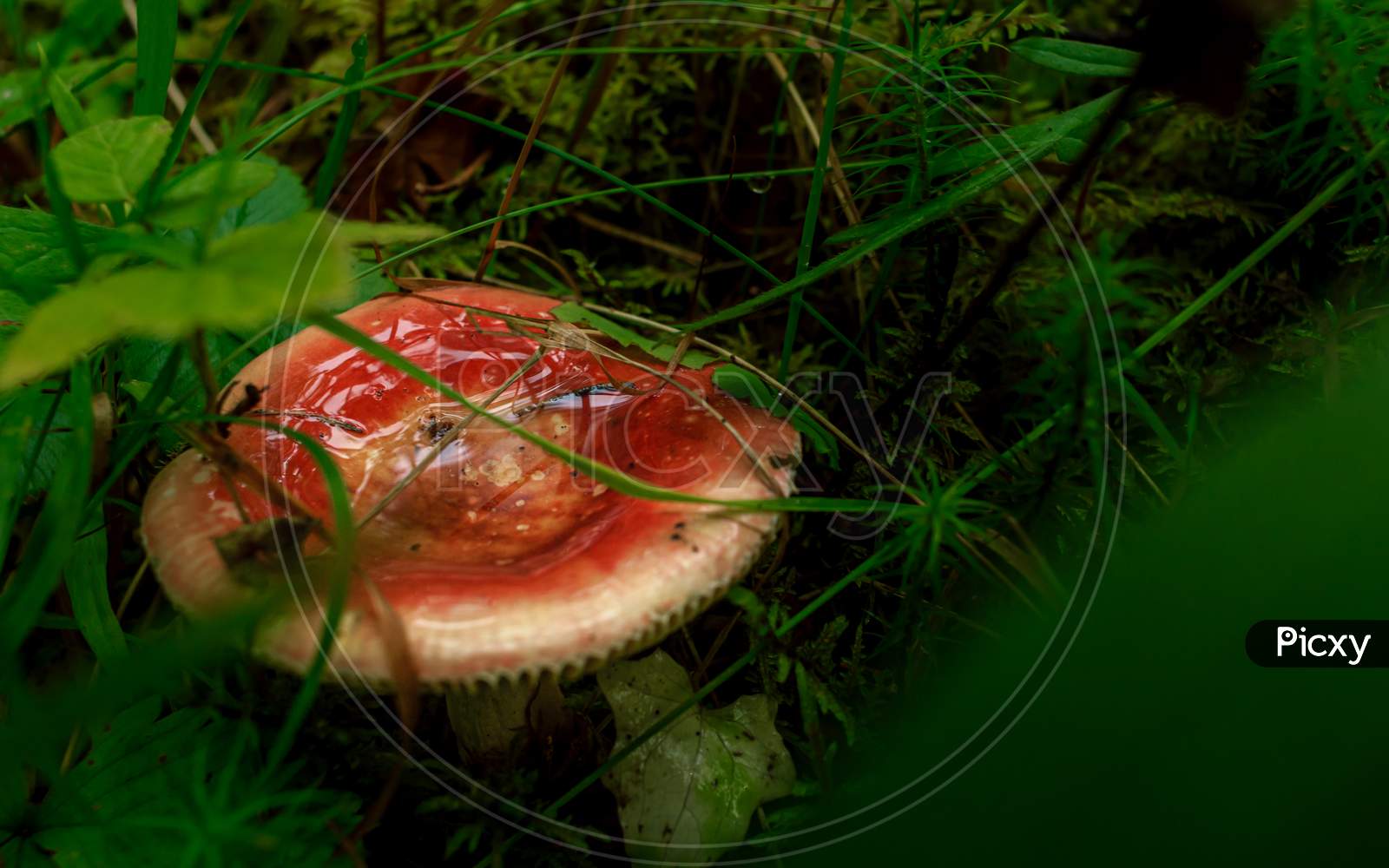 Red Brich Leaf Mushroom In Green Rain Forest