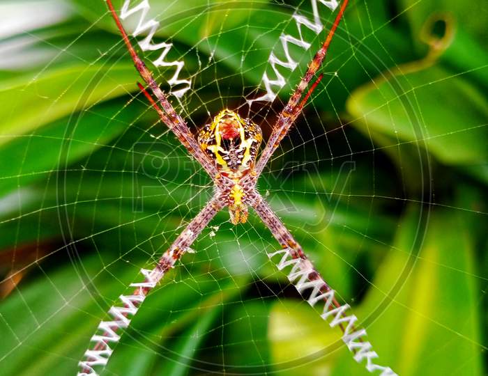 Beautiful webbed spider