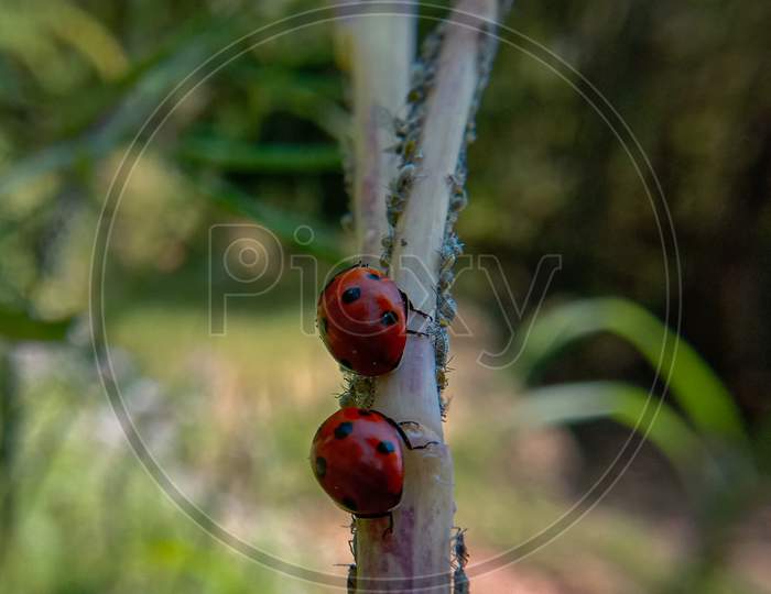 Two Ladybug On A Small Branch And Their Small Children