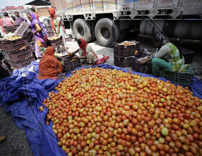 Workers sort tomatos at Narwal vegetable wholesale market on the outskirts of Jammu on September 17,2020.,Tomatos prices are skyrocketing retail rate touching Rupees 70-80per kilogram.