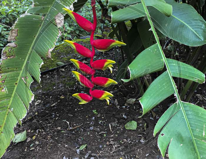 Red Lobster Claw Plant