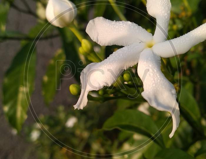 White flowers close-up shot 2020 hd