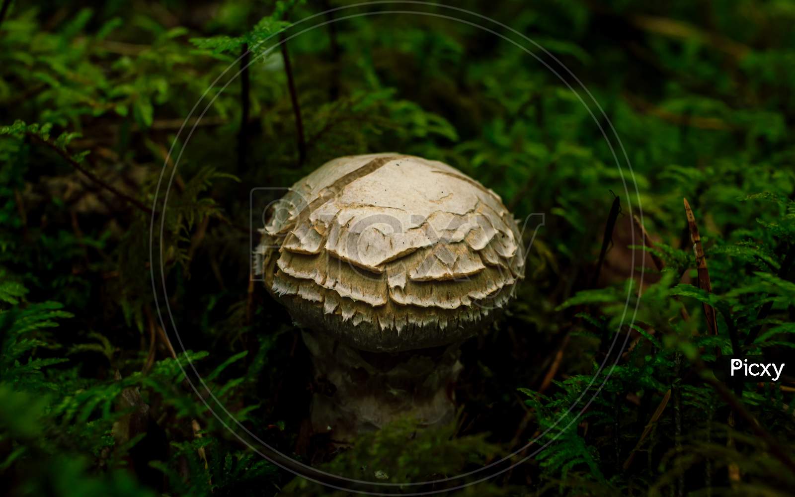 White Death Cup
Mushroom Growing In A Green Rain Forest