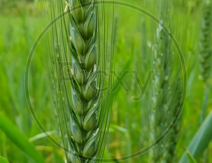 Macro Photography - Closeup shot of a green wheat plant in the wheat field, Young wheat plant - Stock Photo