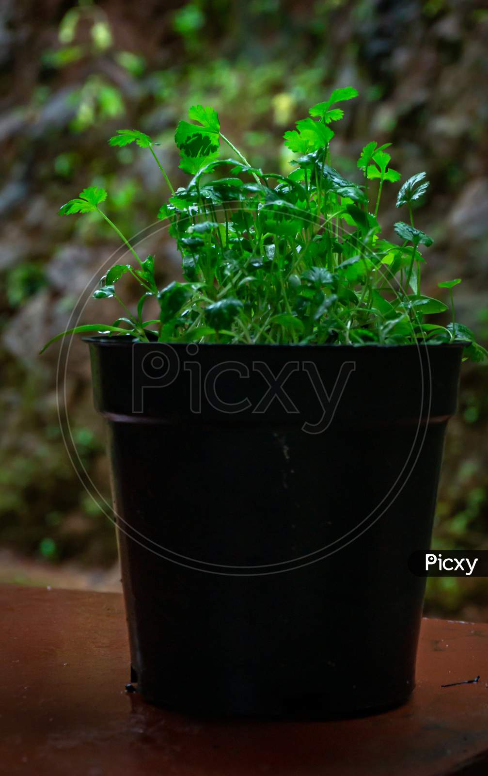 Coriander Plant In A Pot