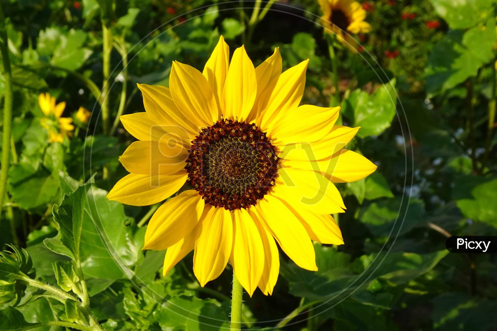 Flower Sunflower Ornamental