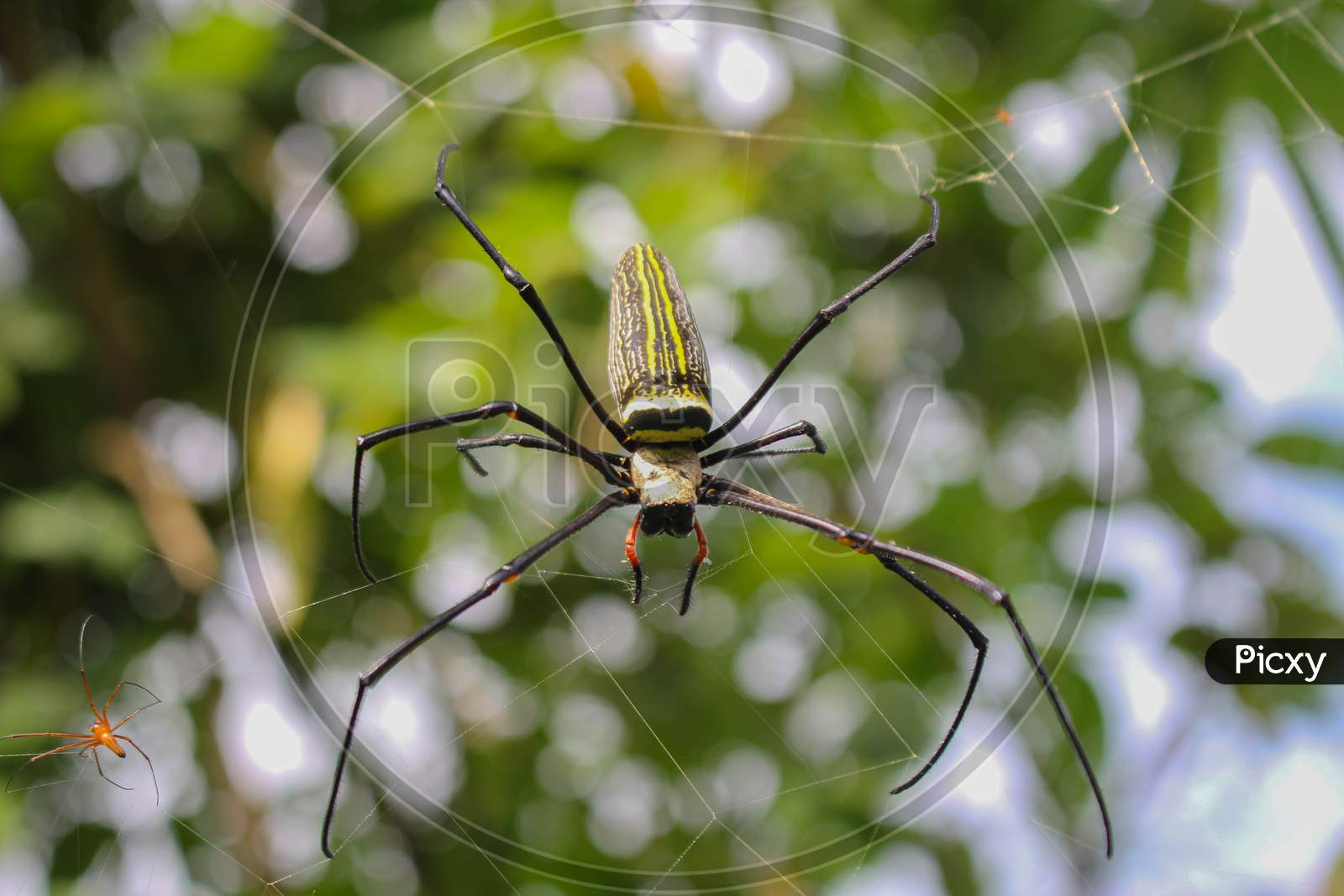 spider,Spider siting on the net,big spider,spider in asis images
