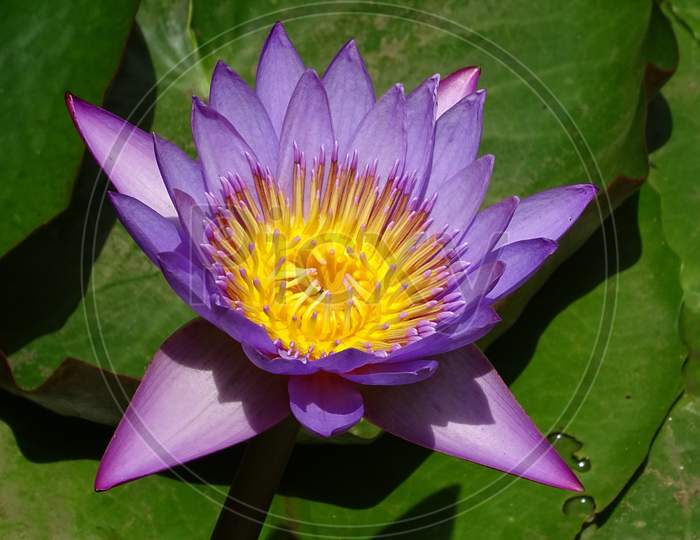 lily flower nymphaea tina tropical