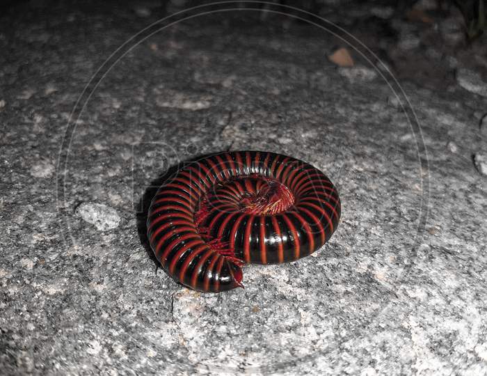 Millipede insect