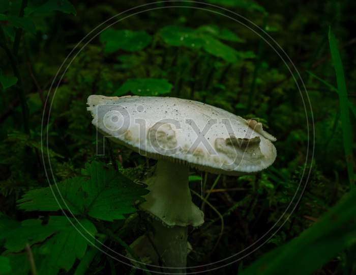 White Death Cup
Mushroom Growing In A Green Rain Forest