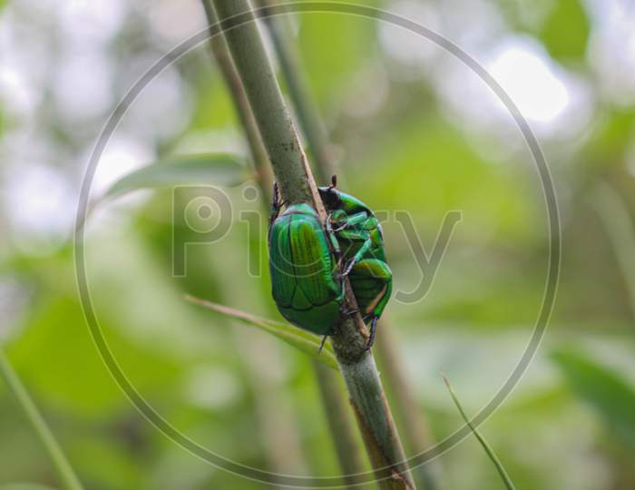 green insect, beatyful insect love for valentine's day images background