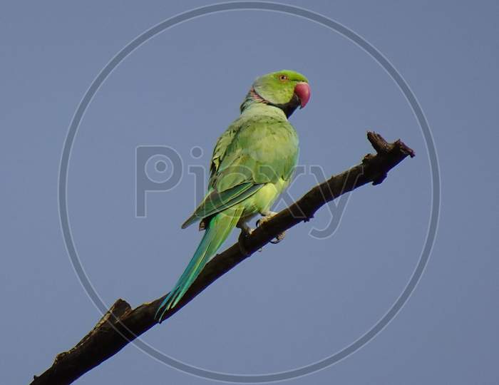 bird parakeet green tropical