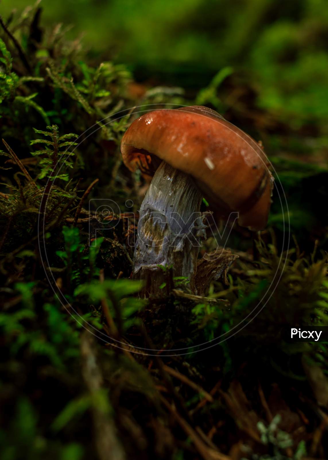 Brown Mushrooms Growing In A Green Rain Forest
