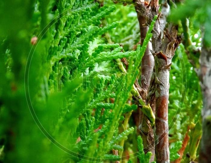 Closeup of Cedar Tree, Beautiful green Thuja trees on green background, Thuja Occidentalis