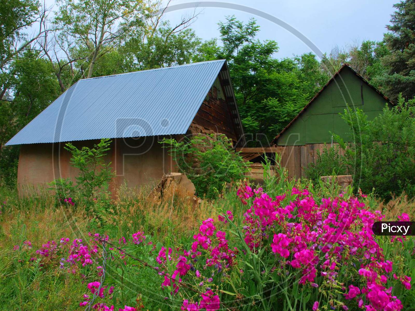 The house || plant || barn || wildflower || grass || barn || meadow