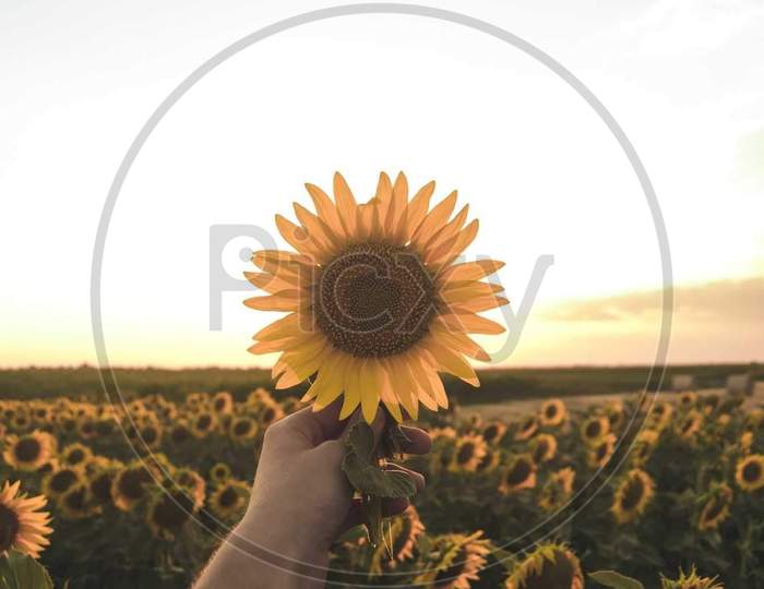 Sunflower hold I. Hands in the farm shining in the dwan