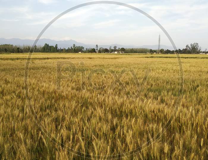 Wheat crops landscape 2020hd