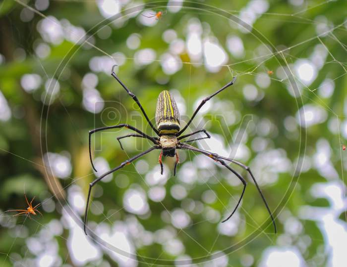 spider,Spider siting on the net,big spider,spider in asis images