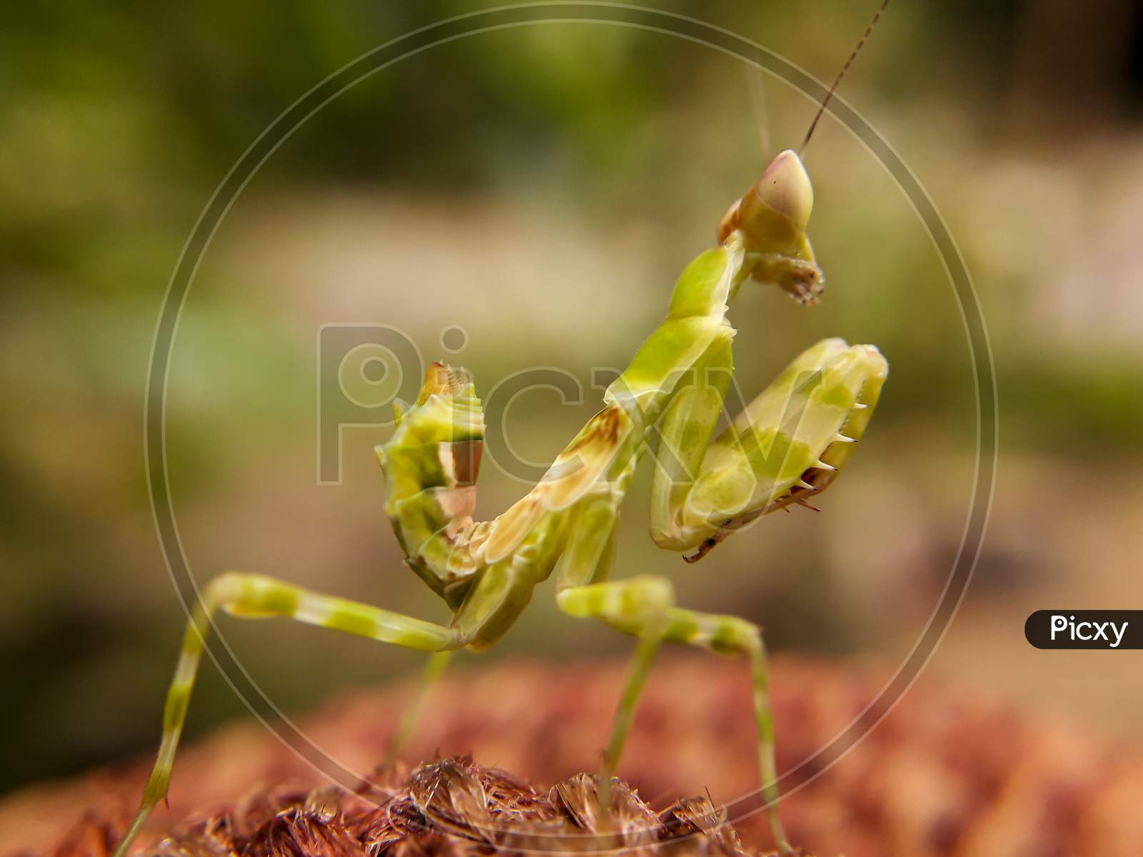 A praying mantis religosa a predator beautiful camauflage. entomology