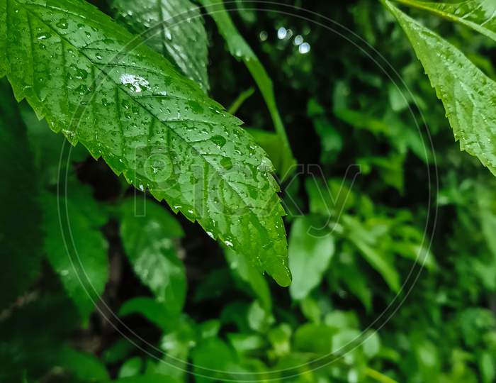 Rainy Leaf