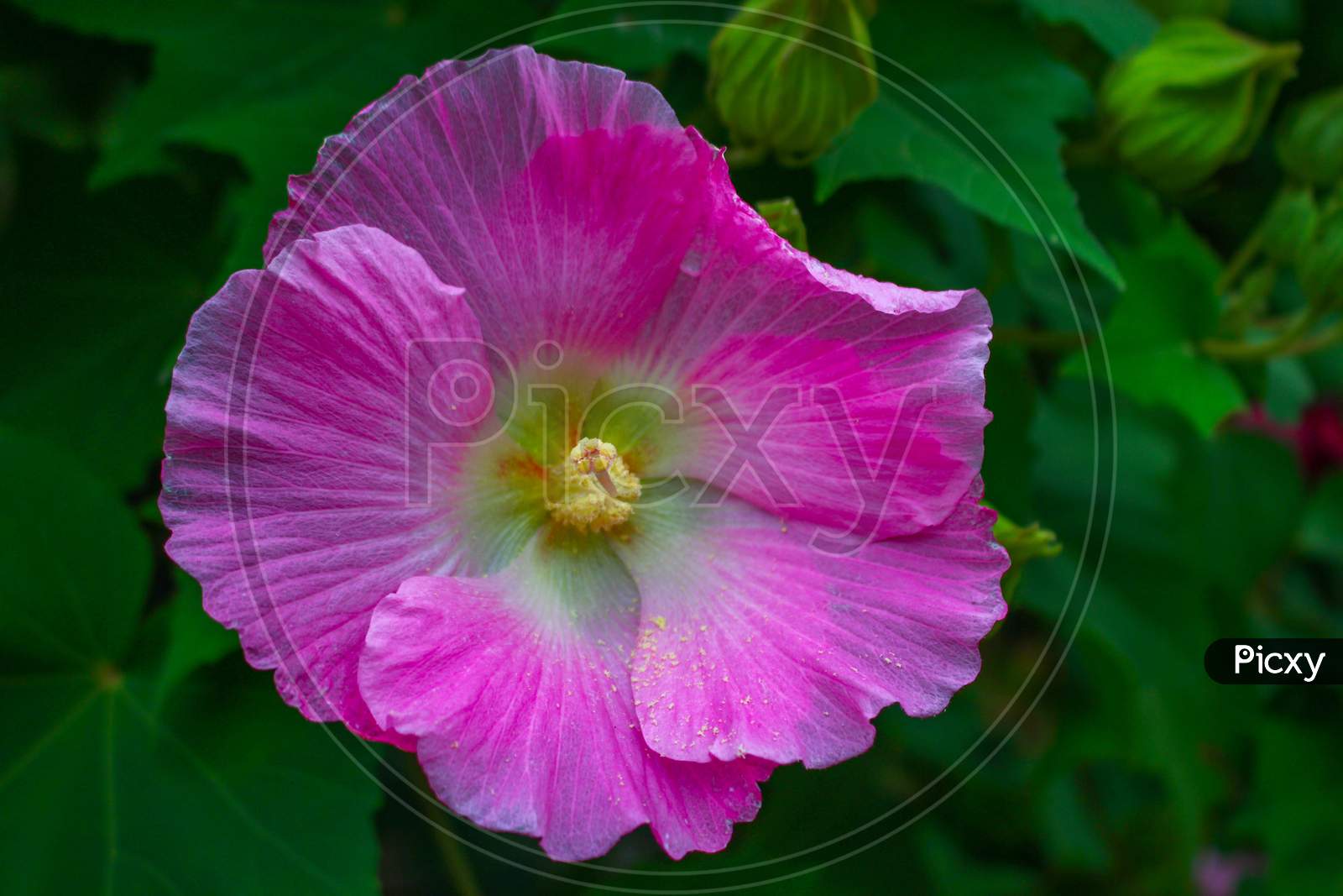 flower,beautyful pink flower,flowers in garden image background