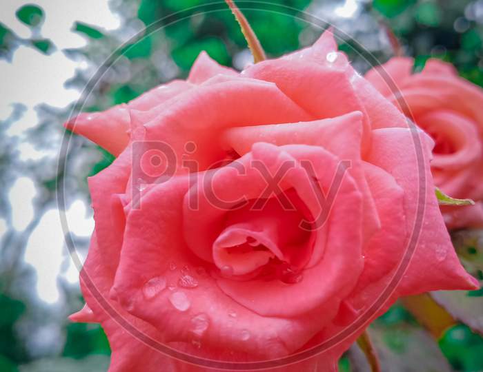 Pinky Alive Rose To have A Great day