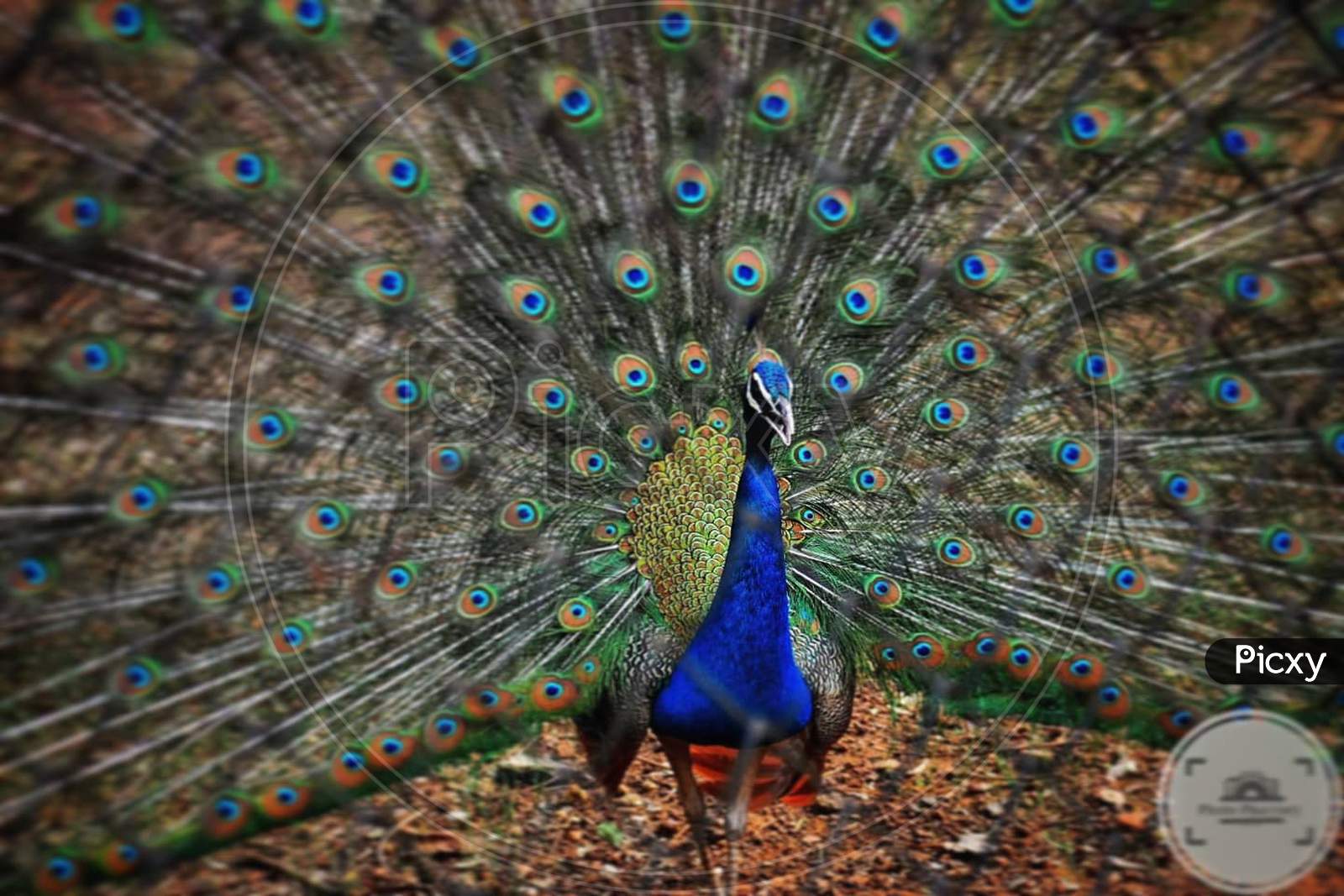 Beautiful Peacock shot at a Zoo