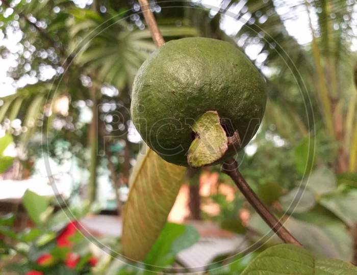 a guava fruit hanging on a tree
