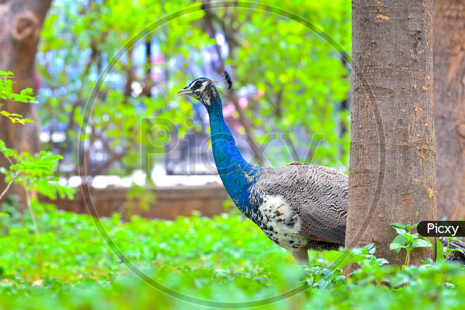 Indian Peafowl Or Indian Peacock Dance Display