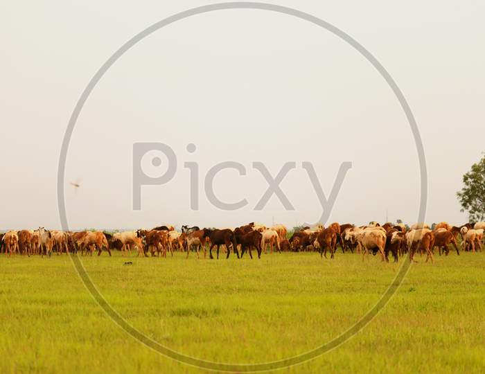 sky ground and herd of sheep and cattle
