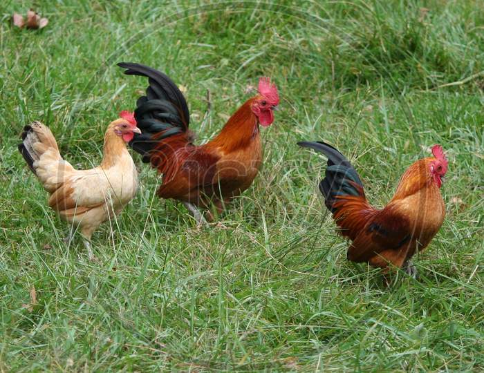 Cock /Chicken