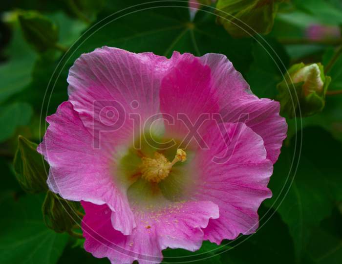 flower,beautyful pink flower,flowers in garden image background