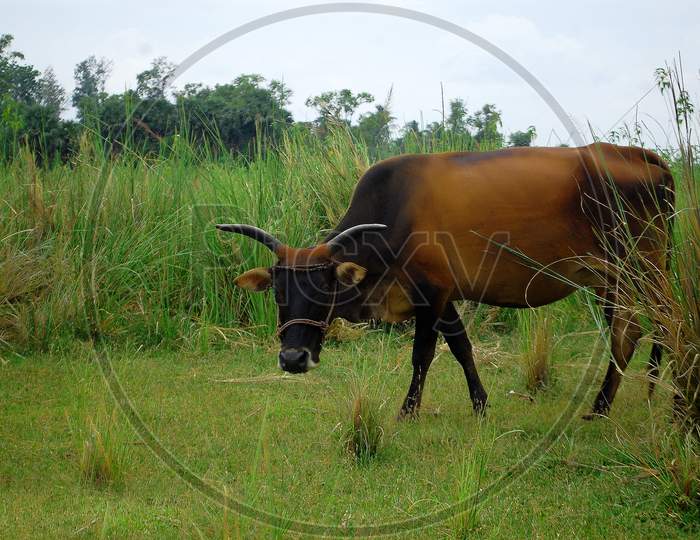 Zebu - The country cow
