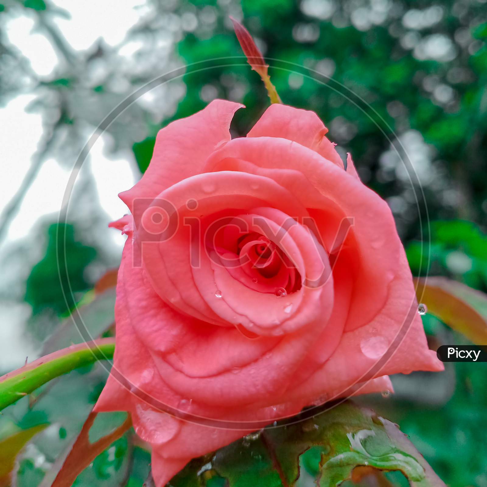 Good morning Pinky Alive Rose To have A Great day