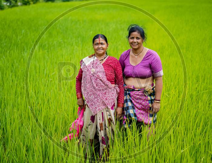 Old Indian Woman Farmer Standing In Working In The Green Fields, Smiling And Looking Into The Camera.
