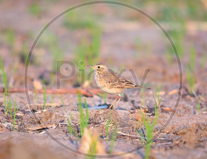 Paddyfield Pipit Standing Alone On Field