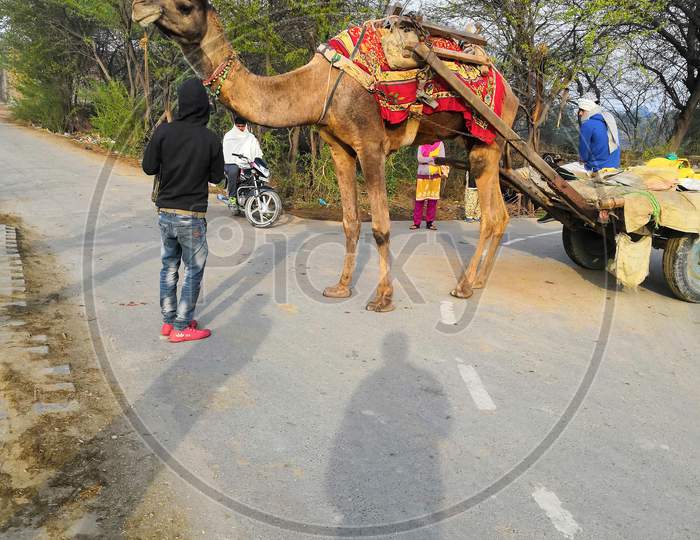Smacap_Bright camel