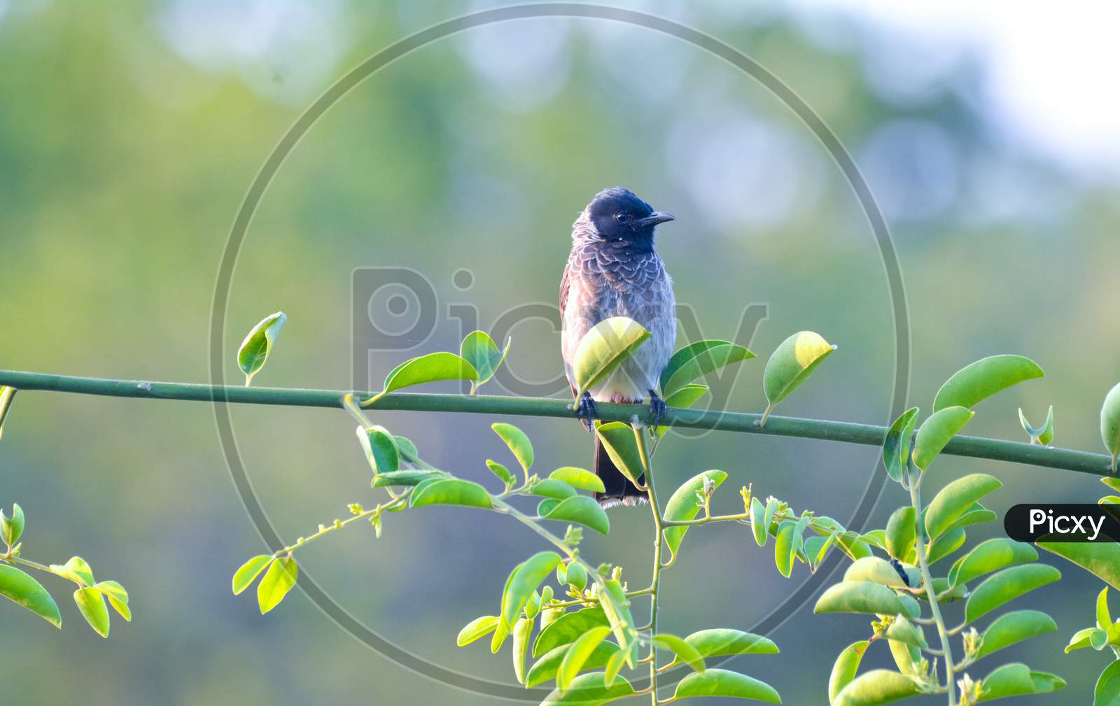 Red-Vented Bulbul Sitting On Perch