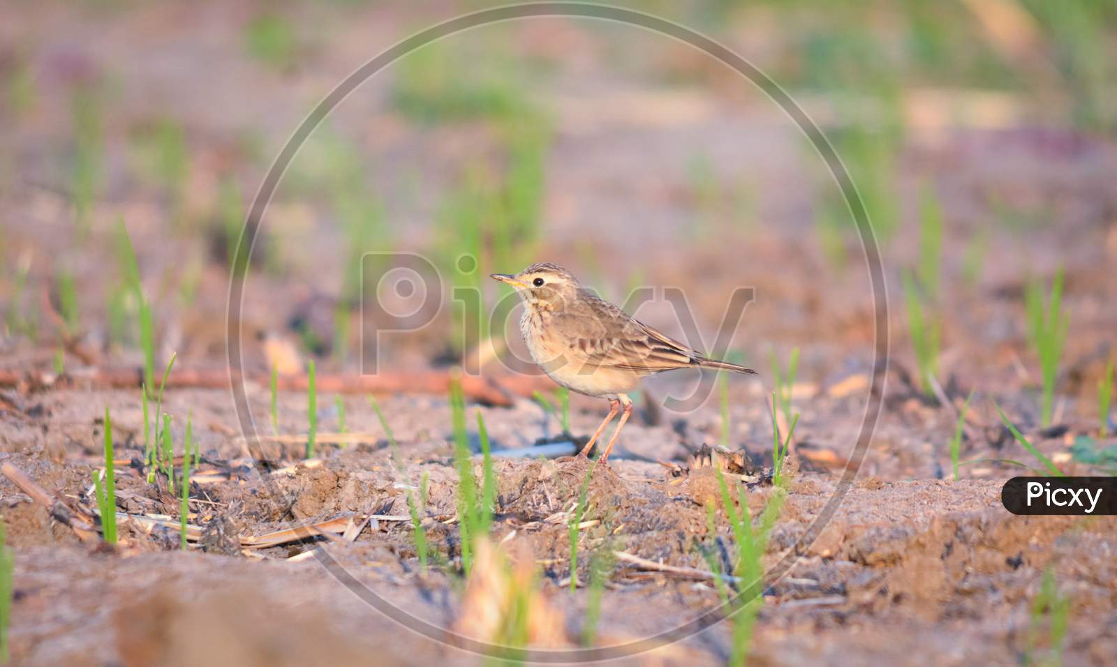Paddyfield Pipit Standing Alone On Field