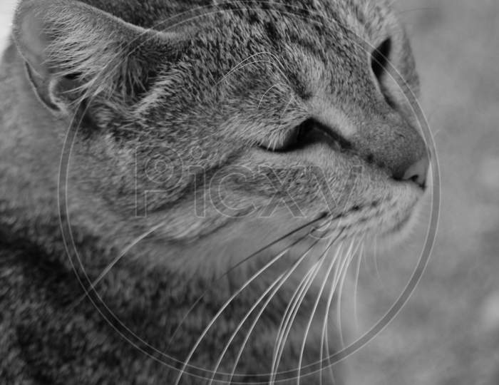 Black and White Portrait of a Cat