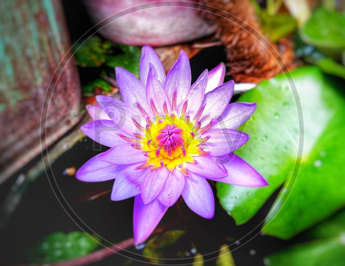 Purple Lotus, Micro Photography