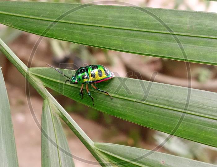Lychee Shield-backed Jewel Bug